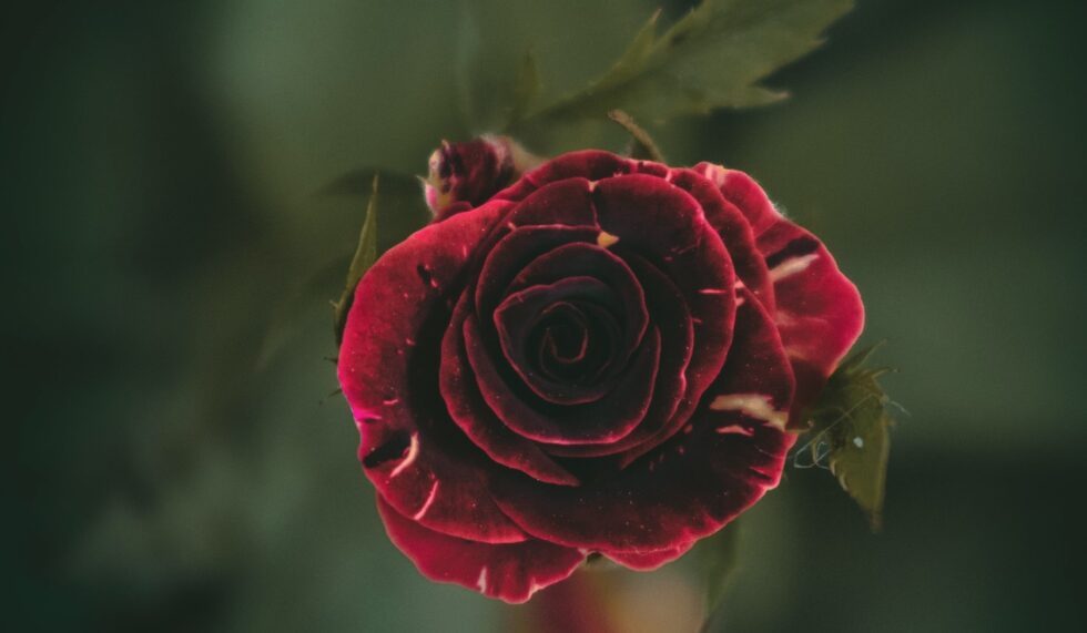 劇団四季 美女と野獣 が帰ってくる 新たな演出で22年10月開幕 舞浜アンフィシアターでロングラン上演決定