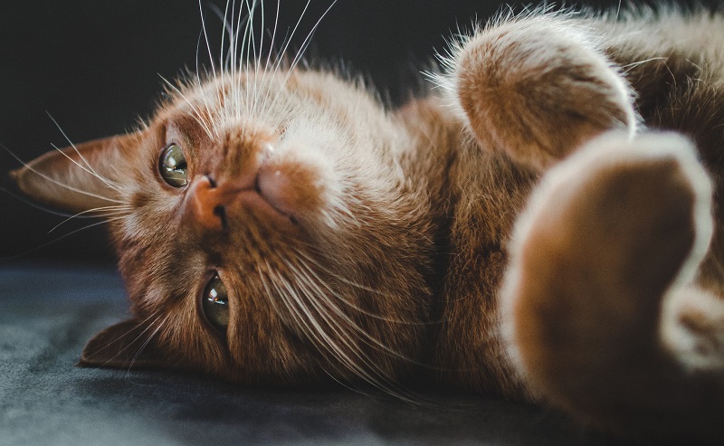 劇団四季キャッツのストーリーはわかりにくい 実はあまり知られていないキャッツあらすじ完全版 解説